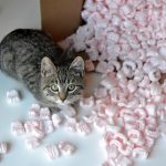 Moving with Pets Pittsburgh
