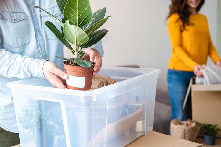 How to Safely Move Plants to Your New Home with Professional Movers in South Hills